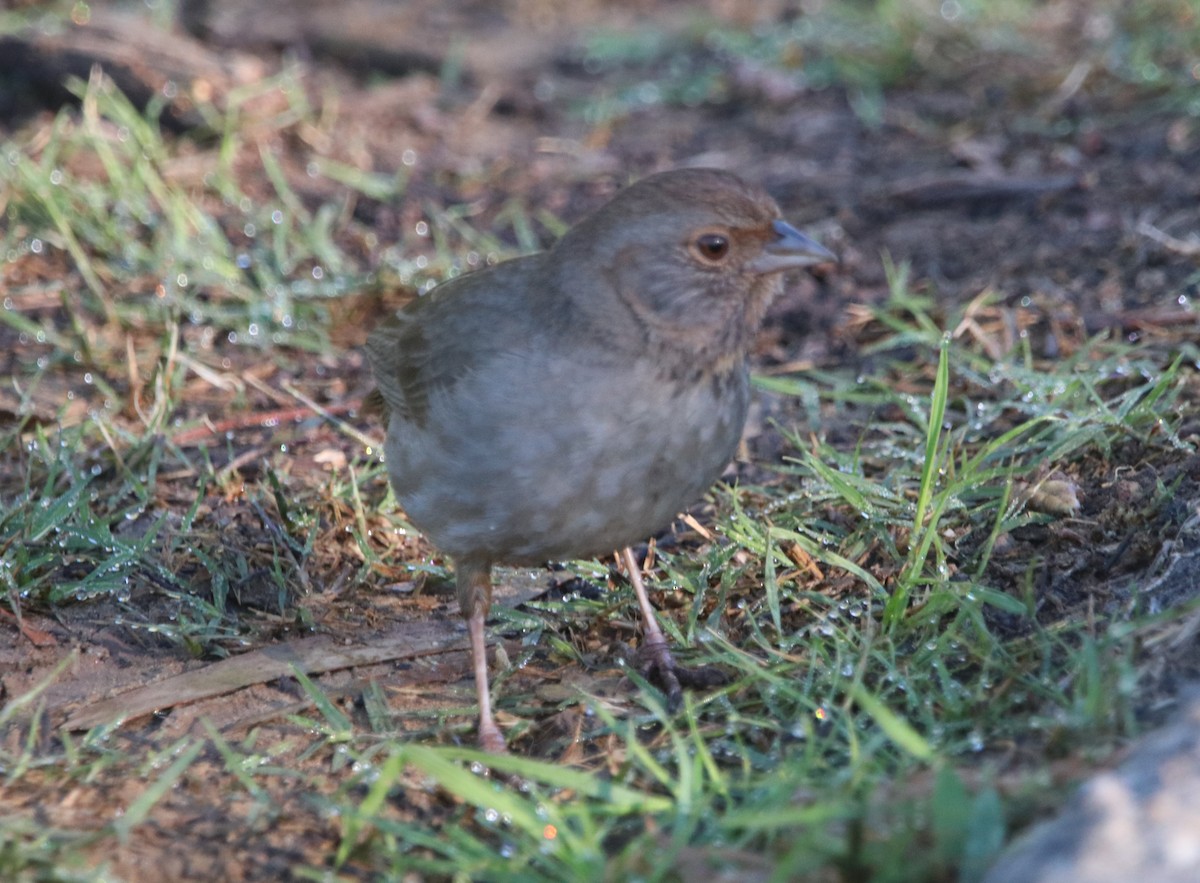 California Towhee - ML649247646