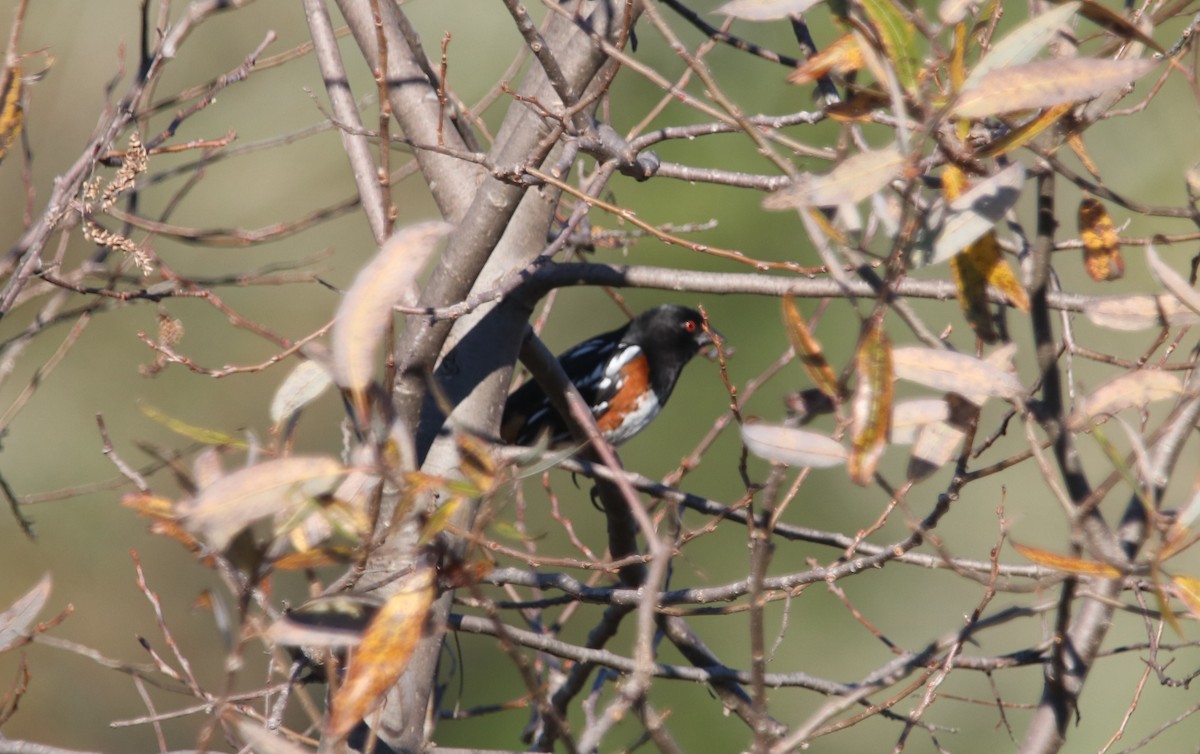 Spotted Towhee - ML649247665