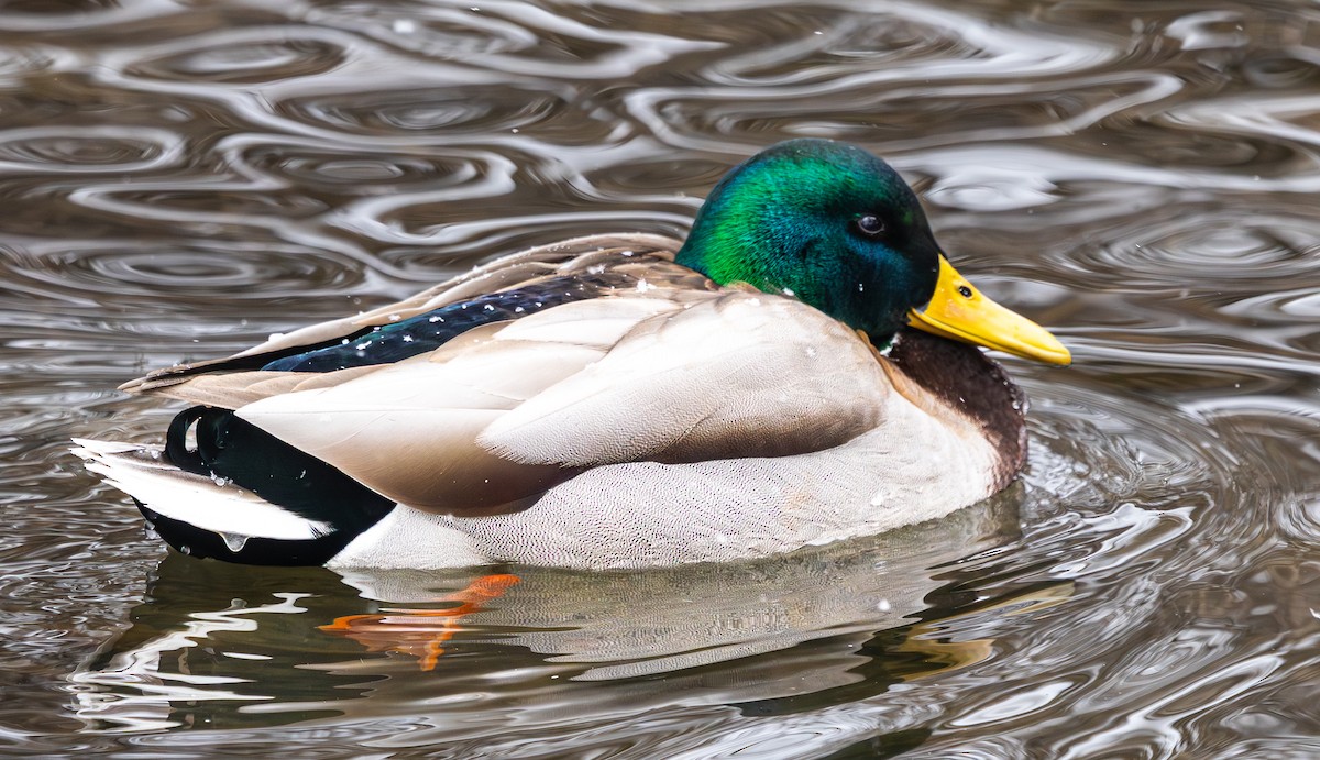 Ánade Azulón - ML649247688