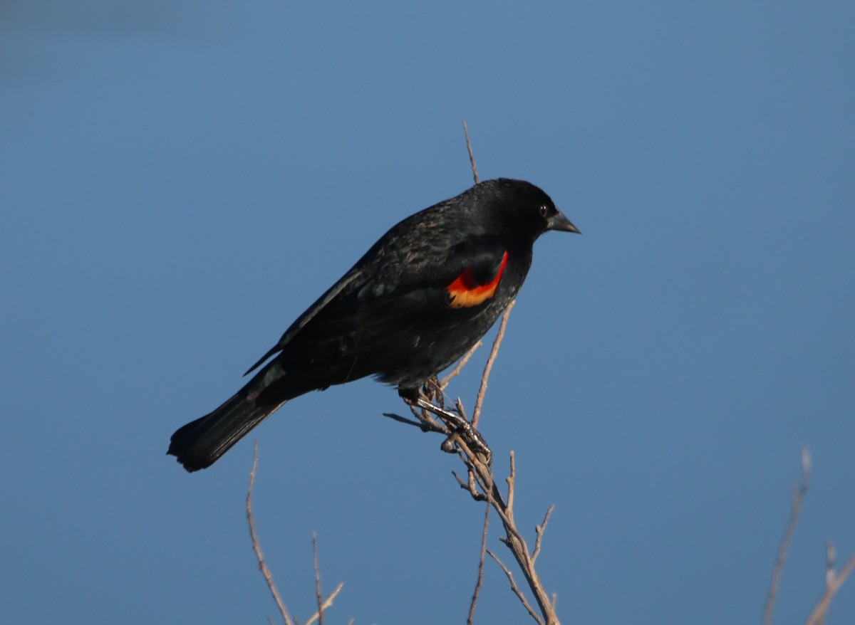 Red-winged Blackbird - ML649247695