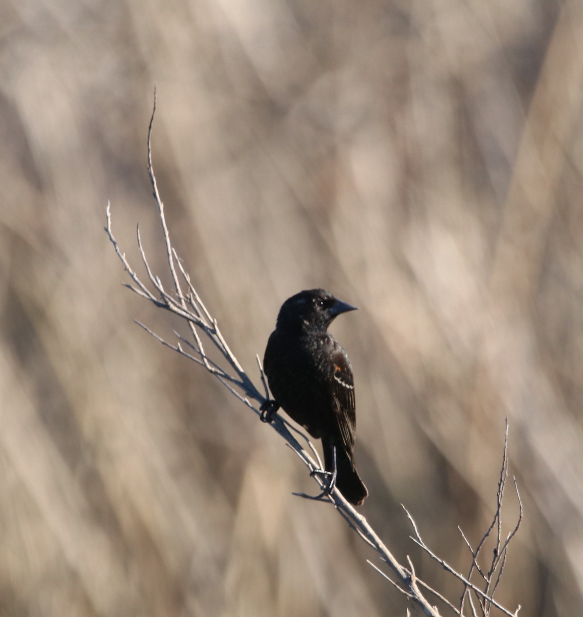 Red-winged Blackbird - ML649247696