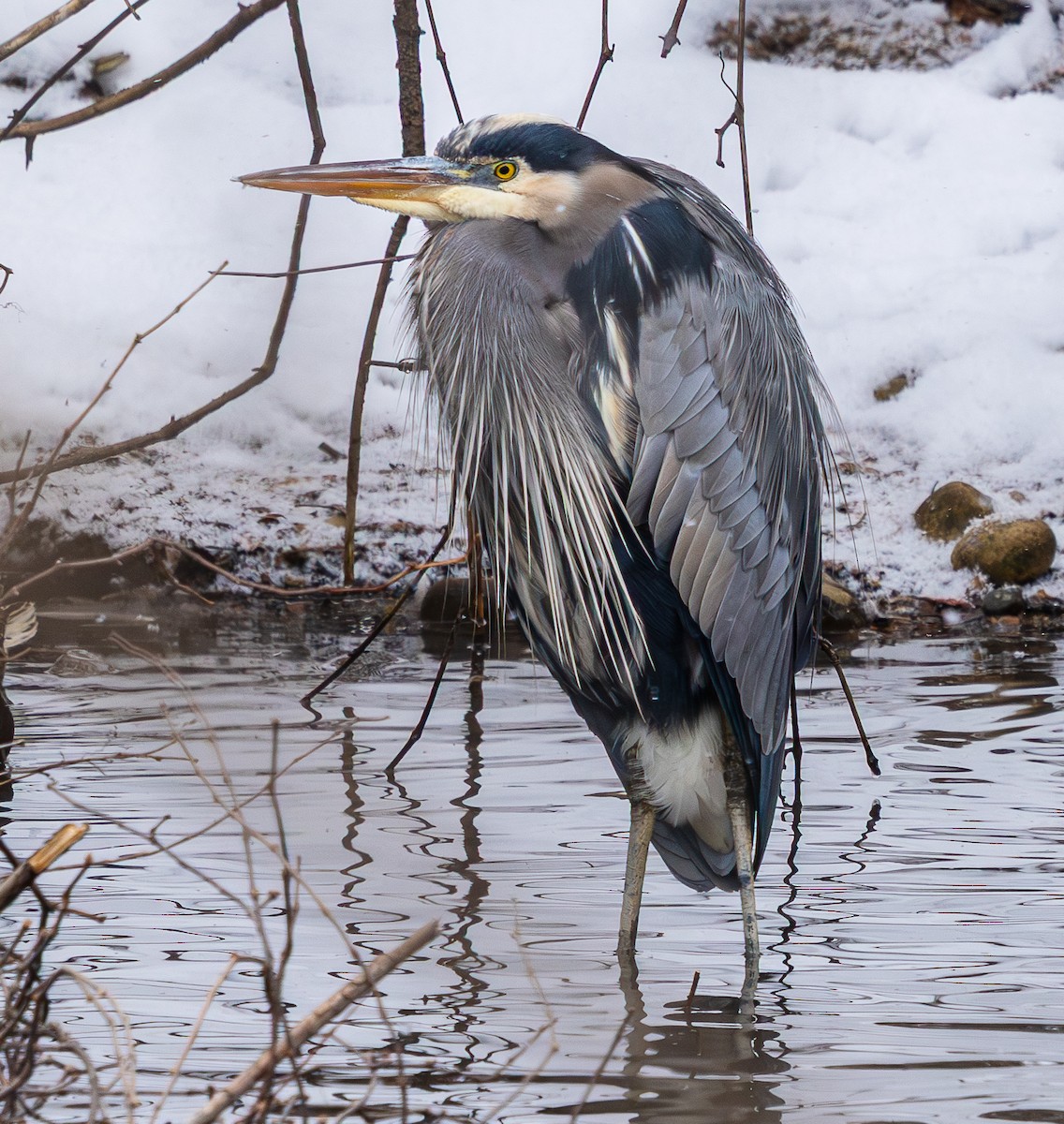 Garza Azulada - ML649247704