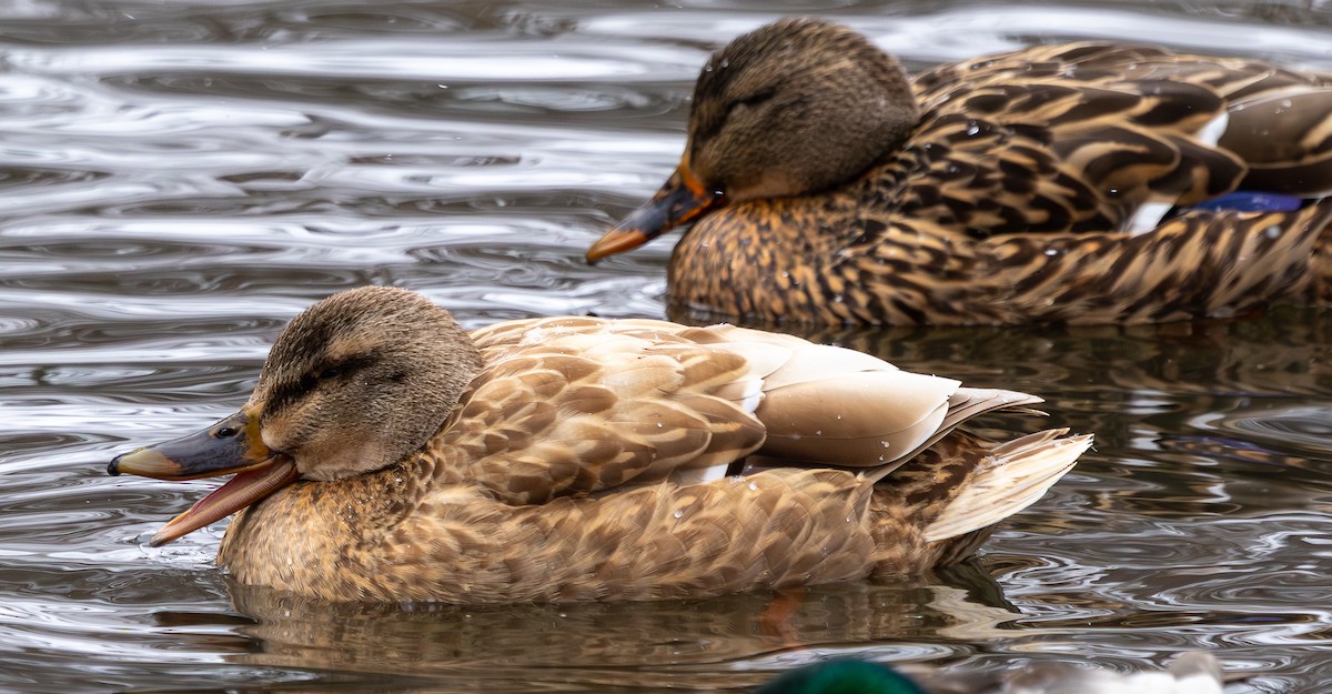 Ánade Azulón - ML649247710