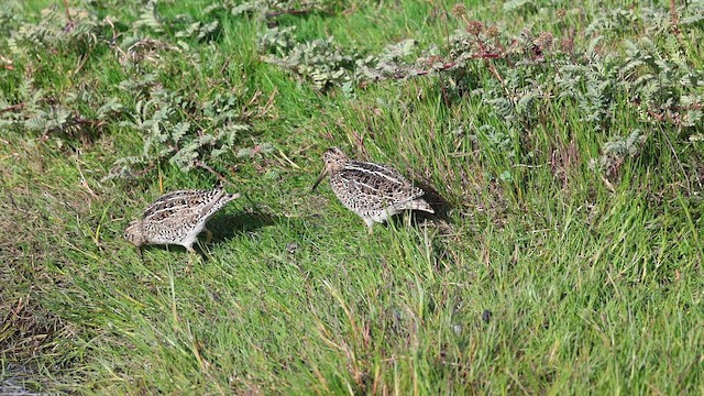 Magellanic Snipe - ML649247715