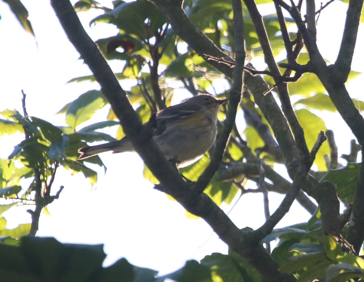 Yellow-rumped Warbler - ML649247722
