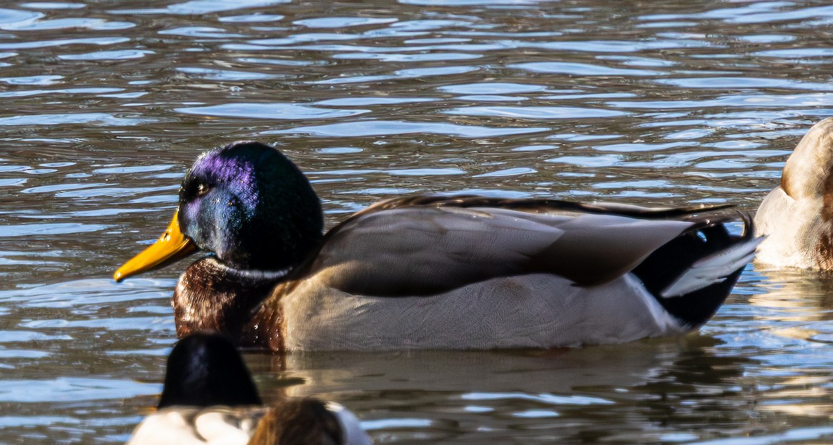 Ánade Azulón - ML649247779