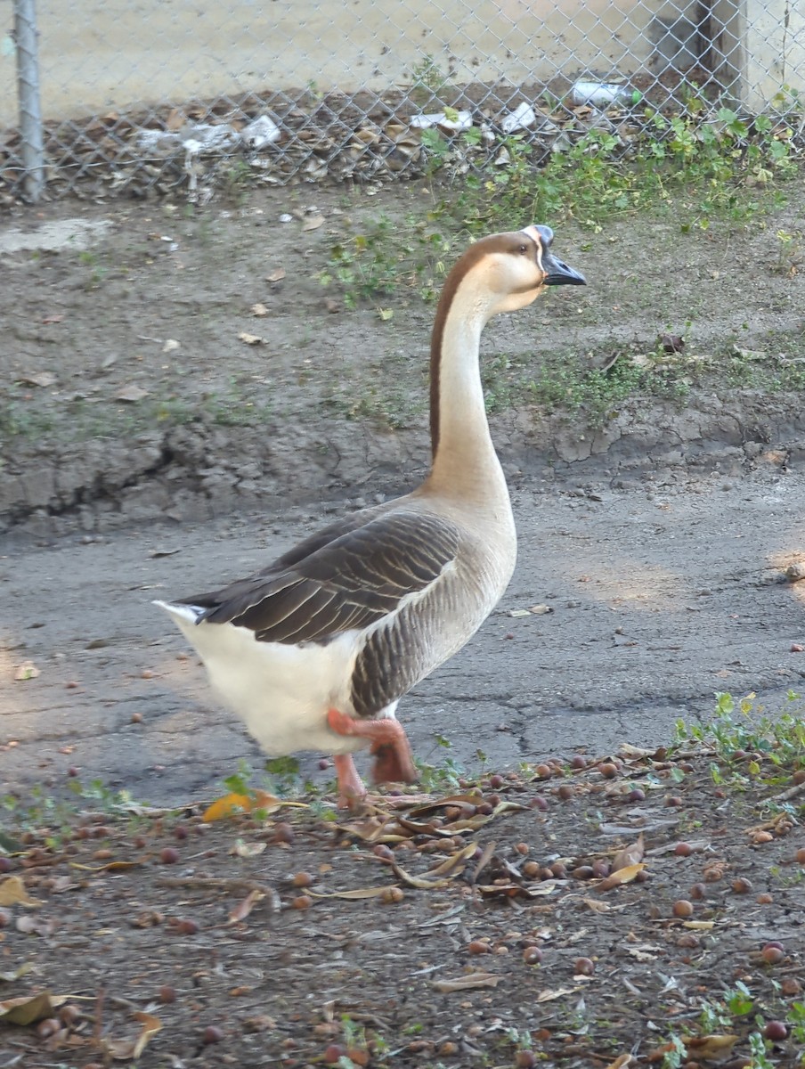 Ánsar Cisnal (variedad doméstica) - ML649247902