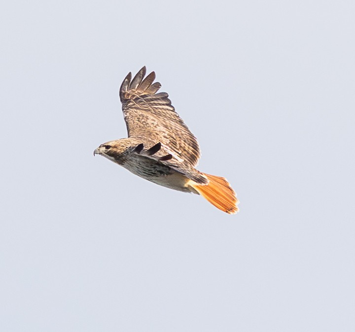 Busardo Colirrojo - ML649247917