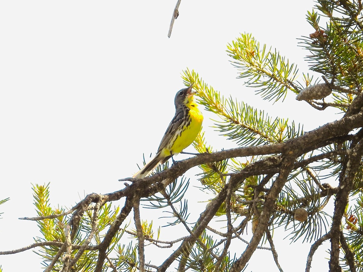 Kirtland's Warbler - ML649247972