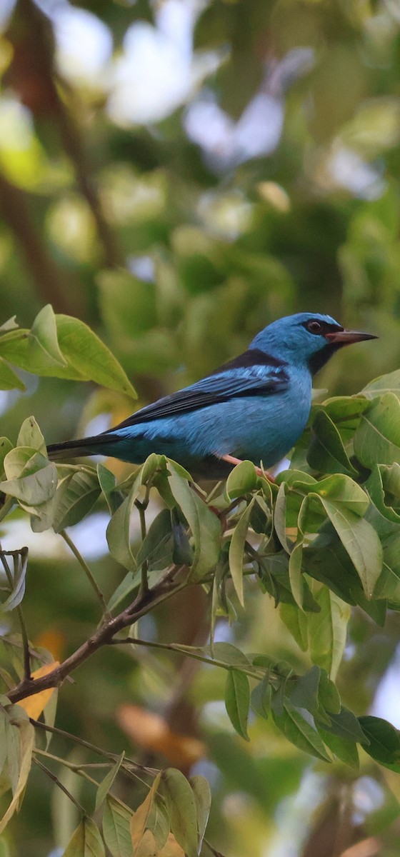 Blue Dacnis - ML649248029