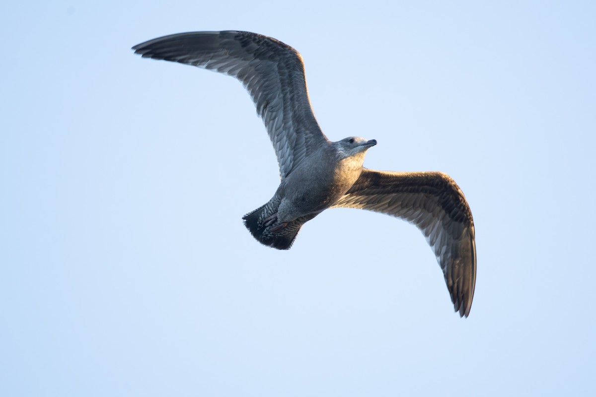 gull sp. - ML649248107