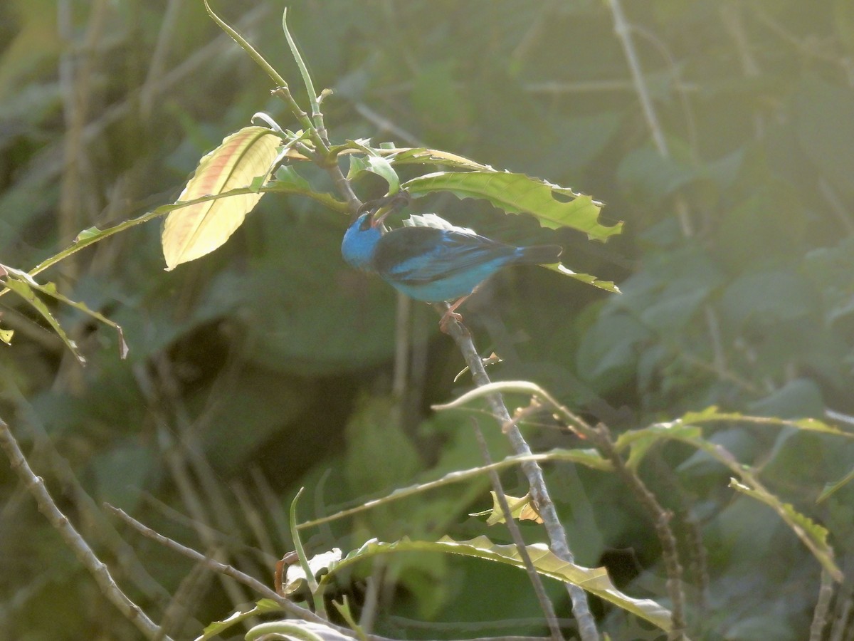 Blue Dacnis - ML649248159