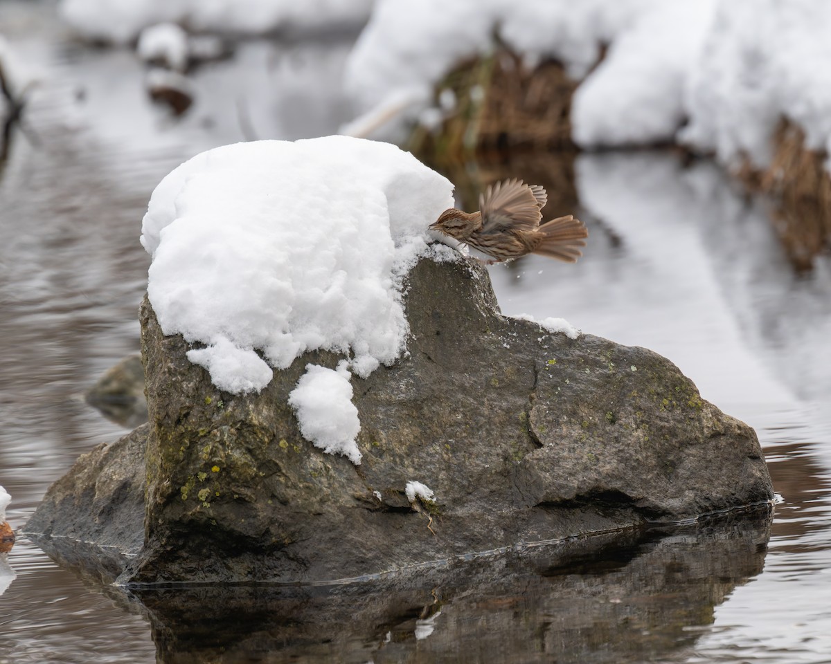 Song Sparrow - ML649248213