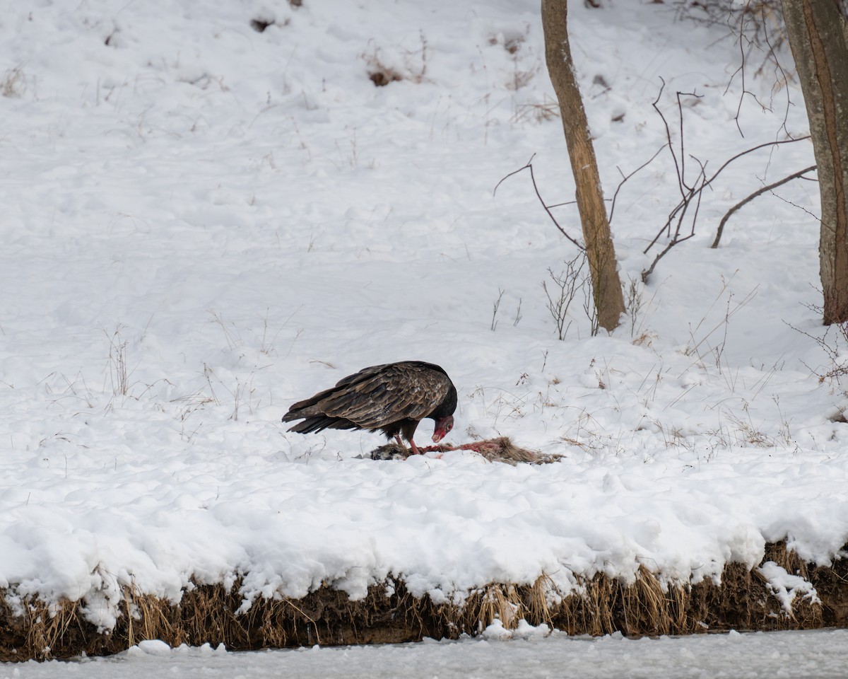 Turkey Vulture - ML649248228