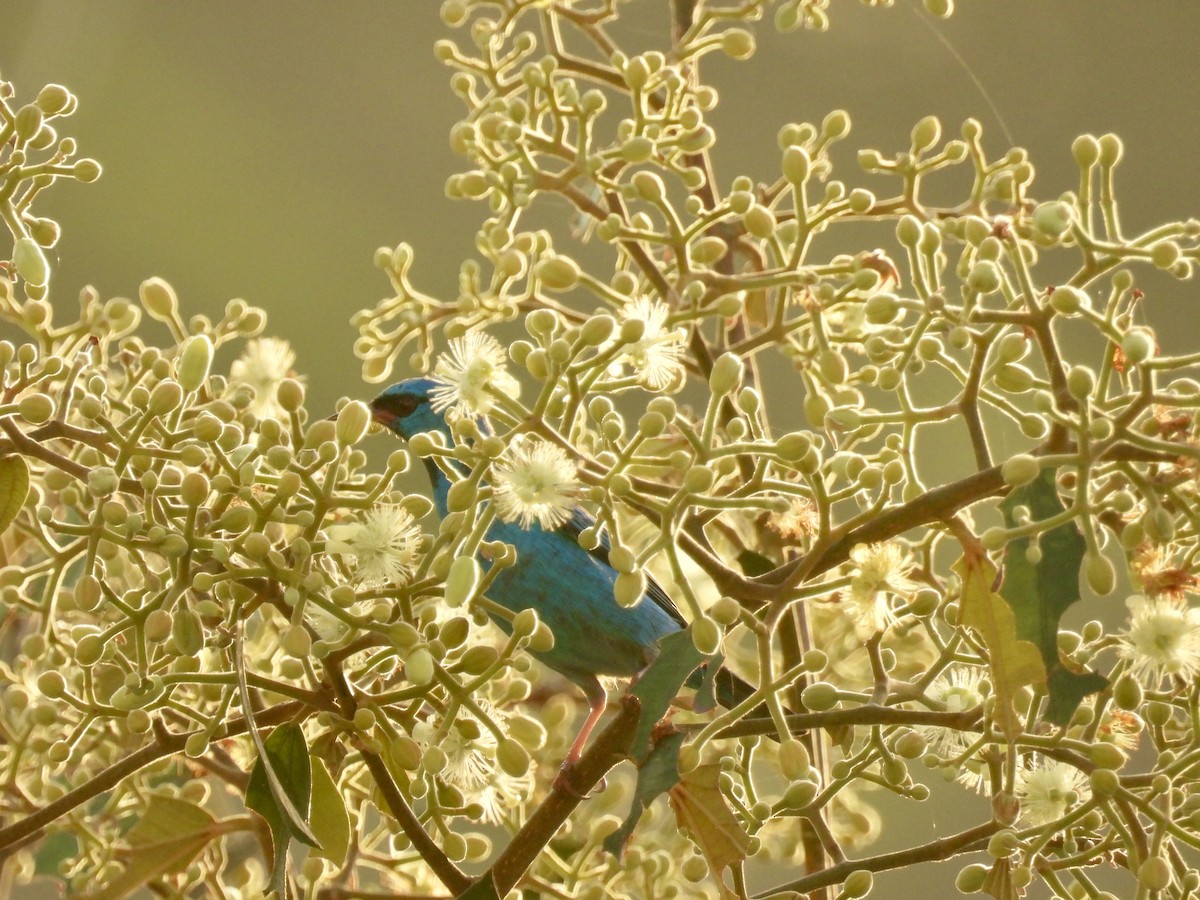 Blue Dacnis - ML649248337