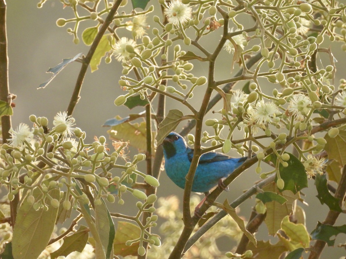 Blue Dacnis - ML649248339