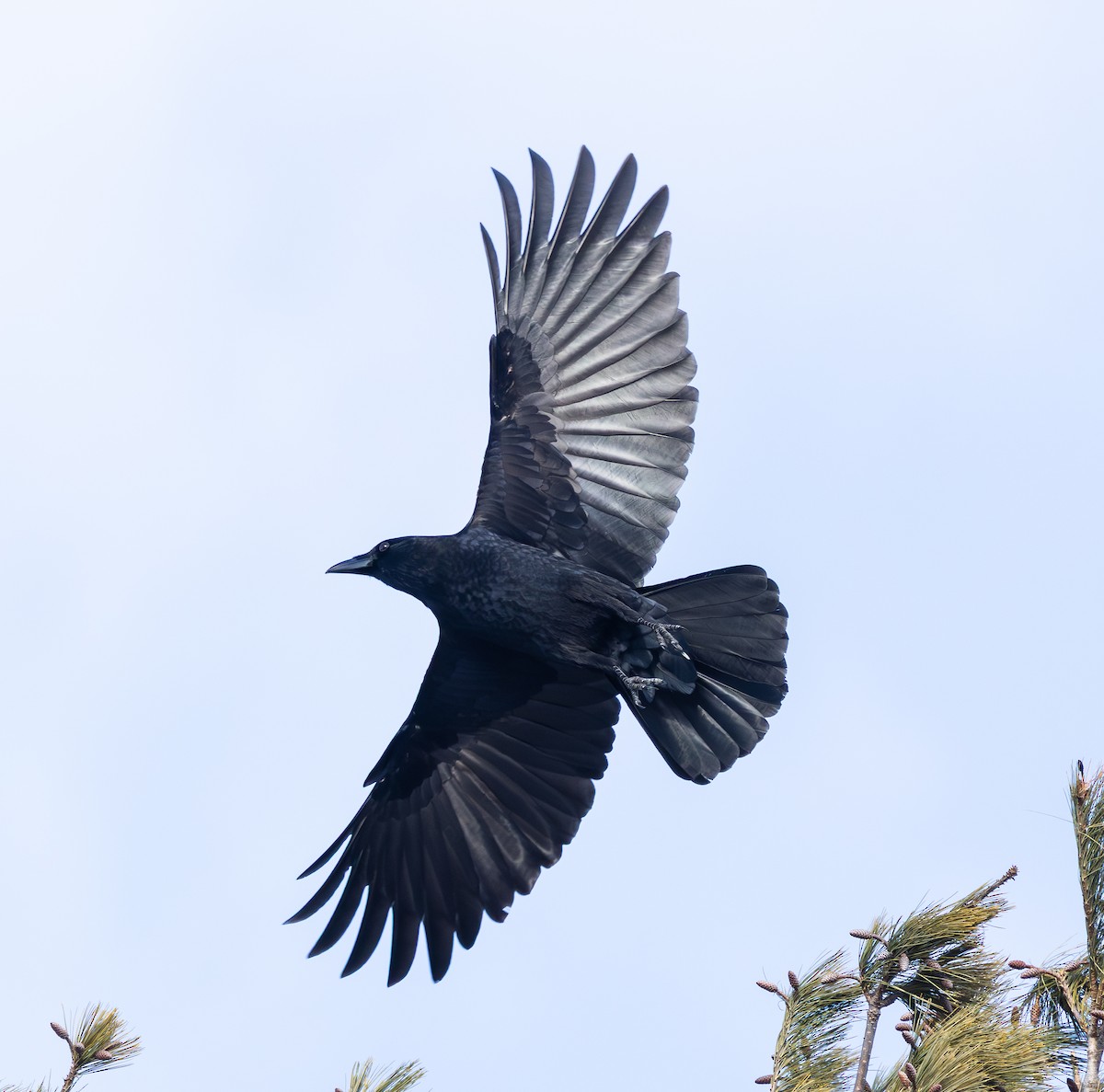 Cuervo Americano - ML649248722