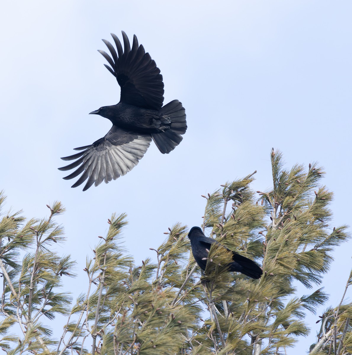 Cuervo Americano - ML649248723