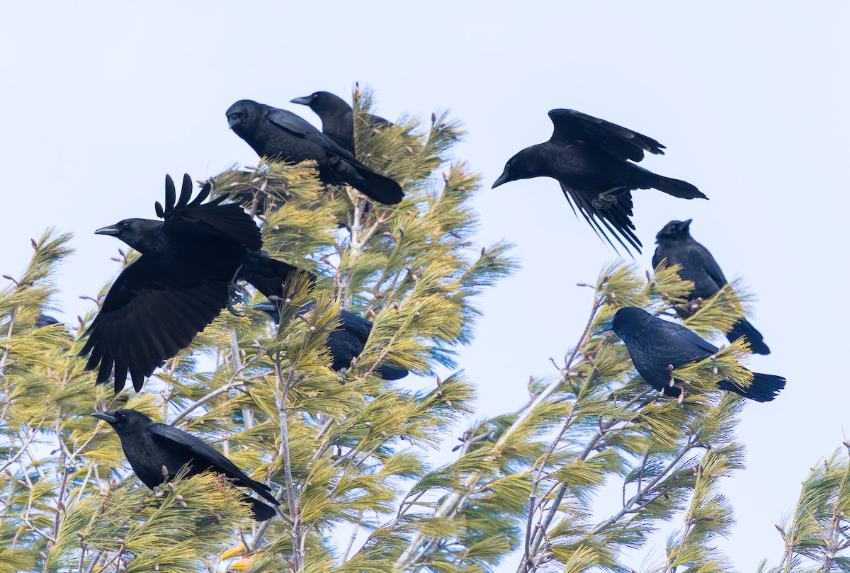 Cuervo Americano - ML649248724