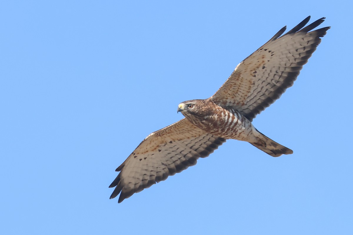 bredvingevåk - ML649249113