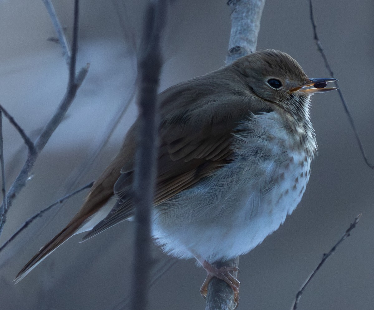 Zorzalito Colirrufo - ML649249133