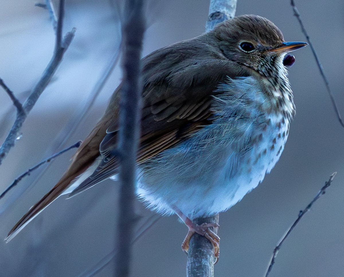 Zorzalito Colirrufo - ML649249134