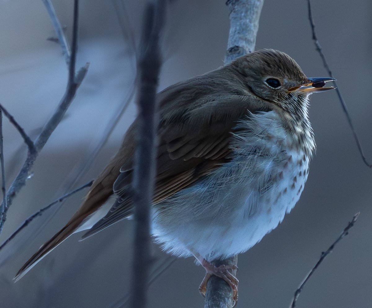 Zorzalito Colirrufo - ML649249135