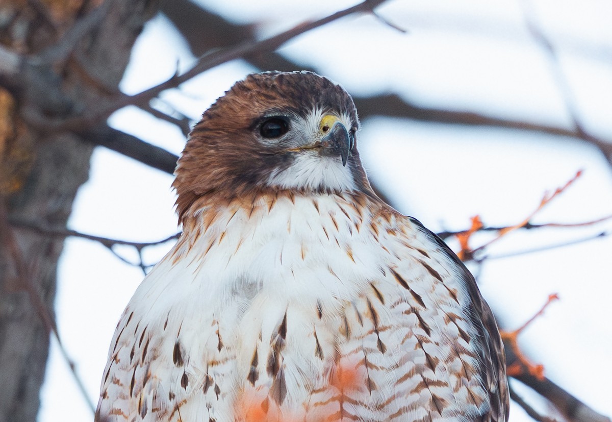 Busardo Colirrojo - ML649249161
