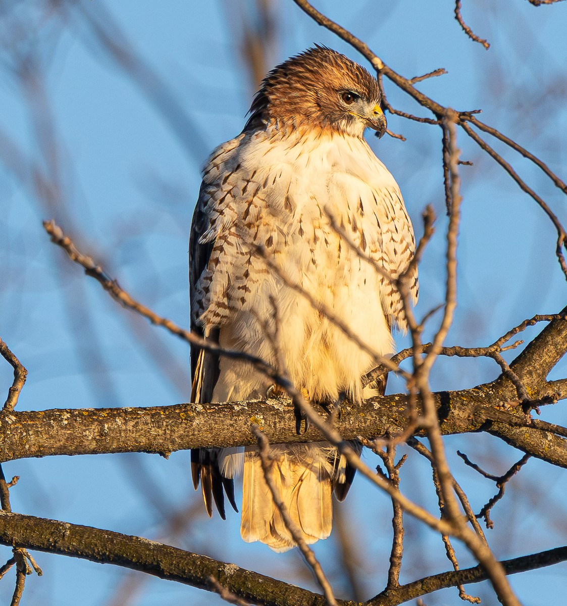 Busardo Colirrojo - ML649249162