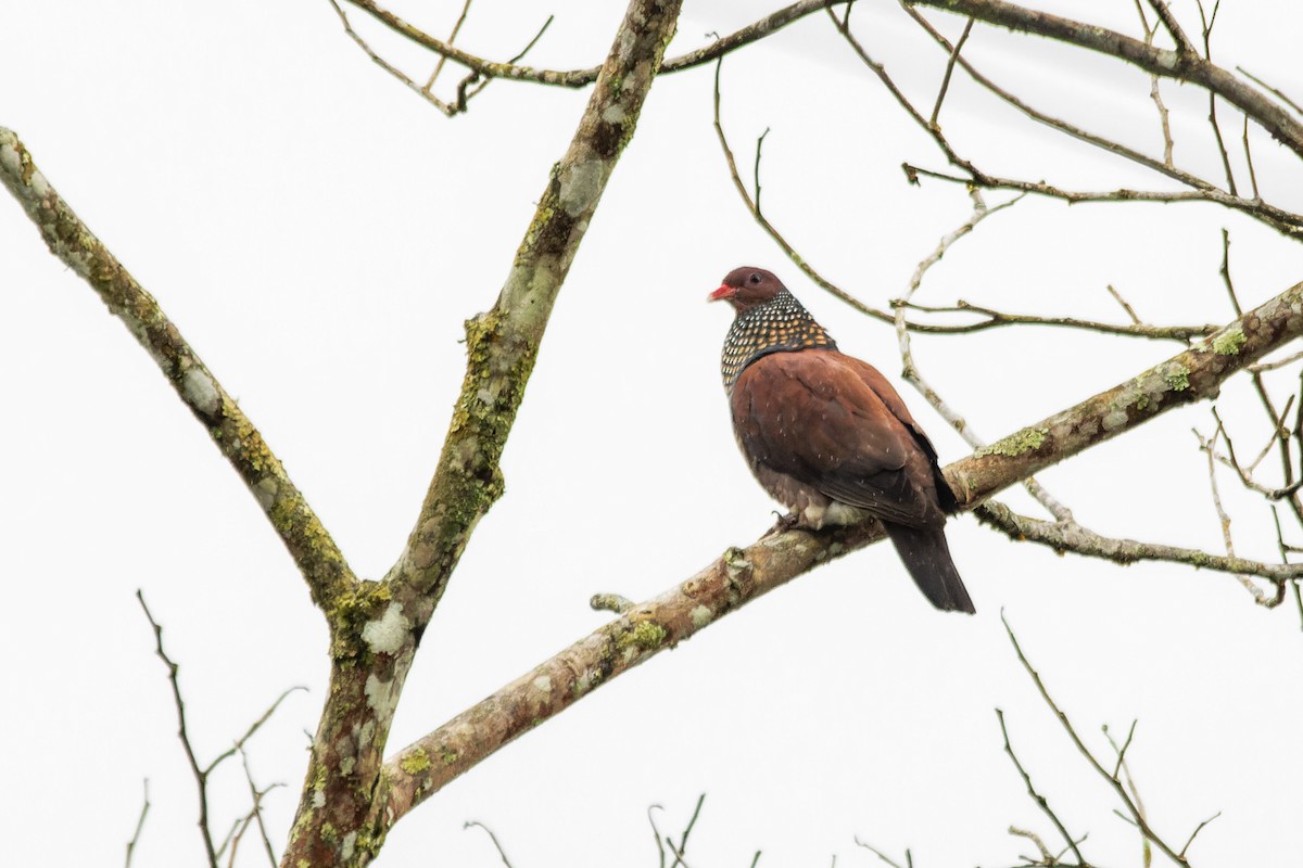 Scaled Pigeon - ML649249188
