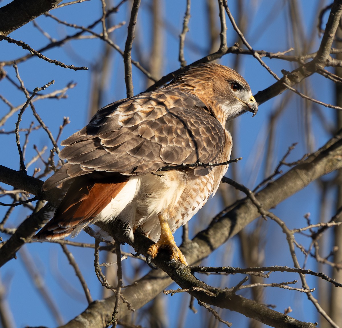 Busardo Colirrojo - ML649249235