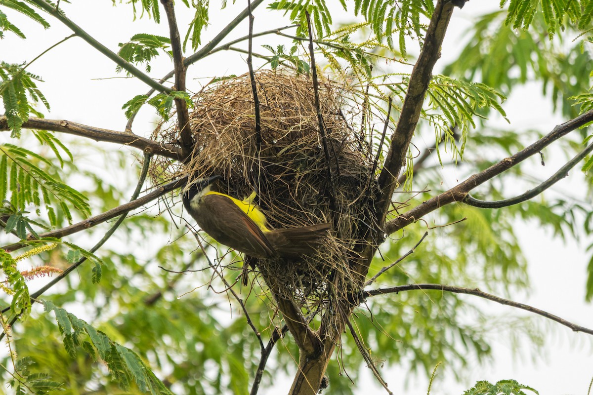 Great Kiskadee - ML649249236