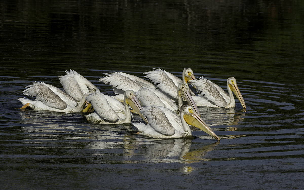 American White Pelican - ML64924941
