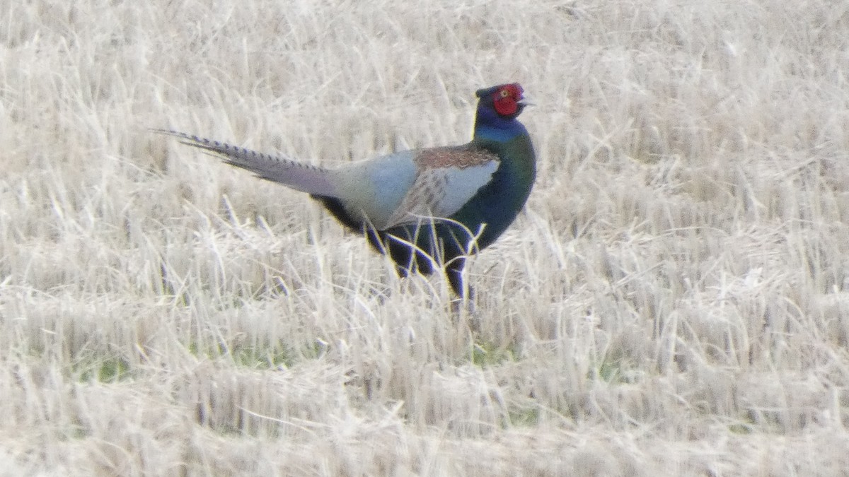 Buntfasan - ML649249657