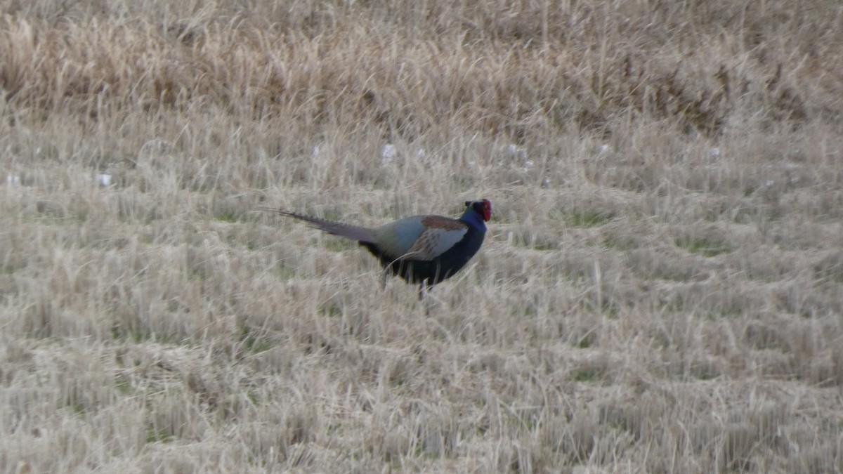 Buntfasan - ML649249658