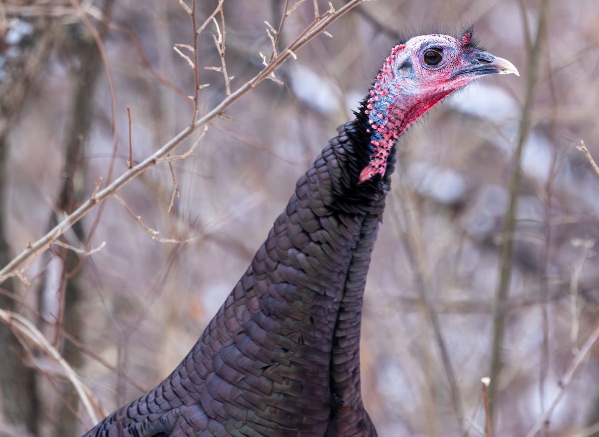 Guajolote Gallipavo - ML649249788