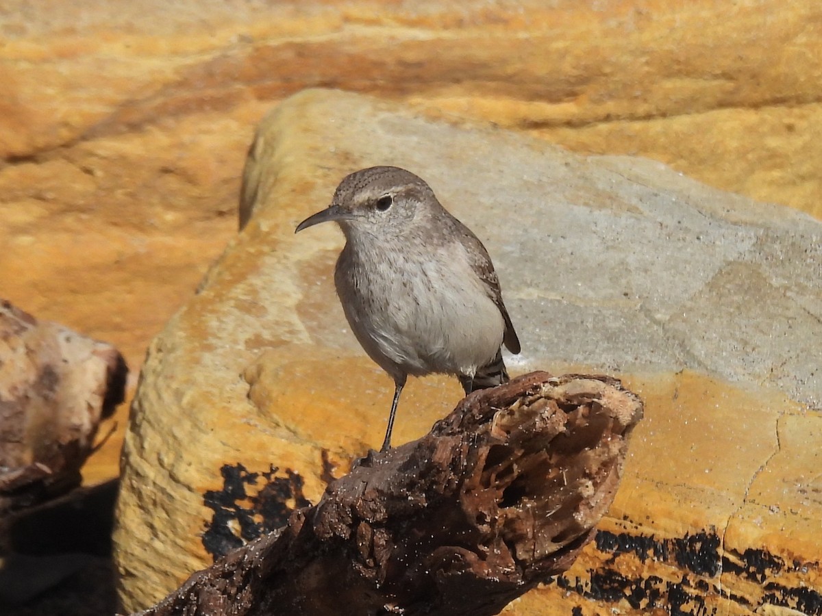 Rock Wren - ML649249847
