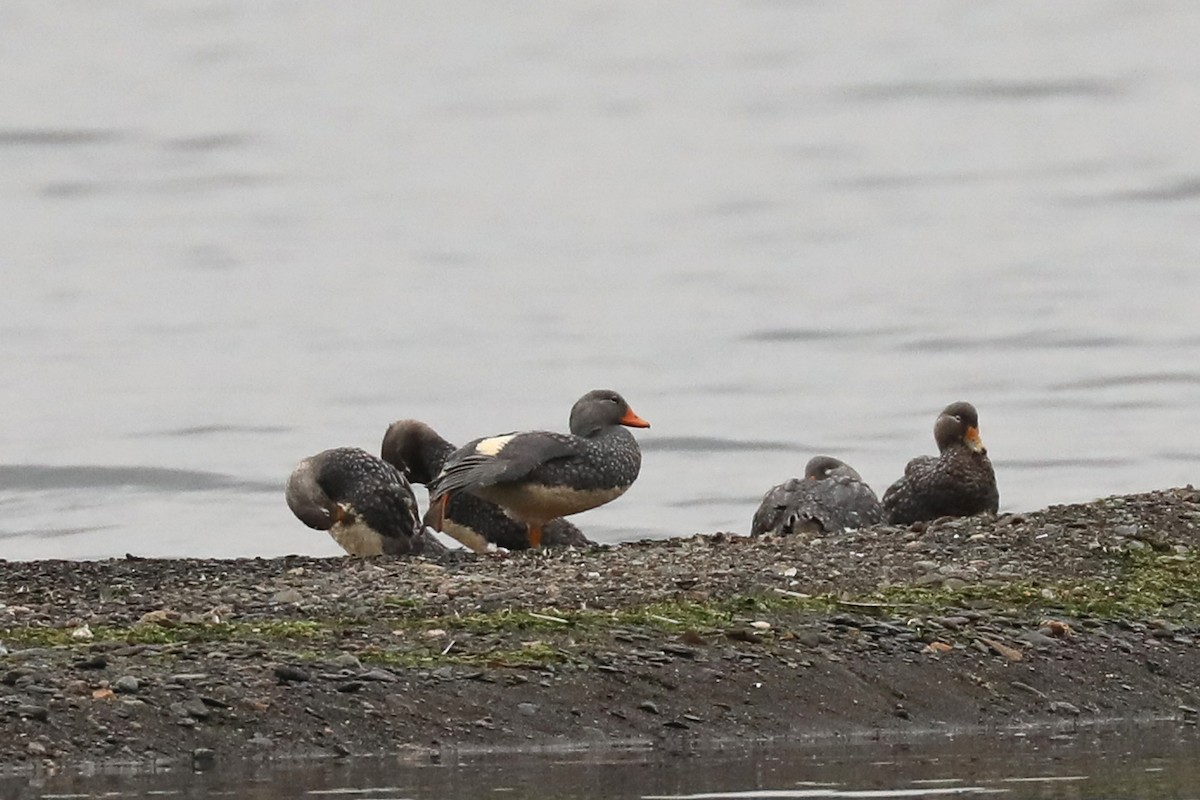 Flightless Steamer-Duck - ML649249848