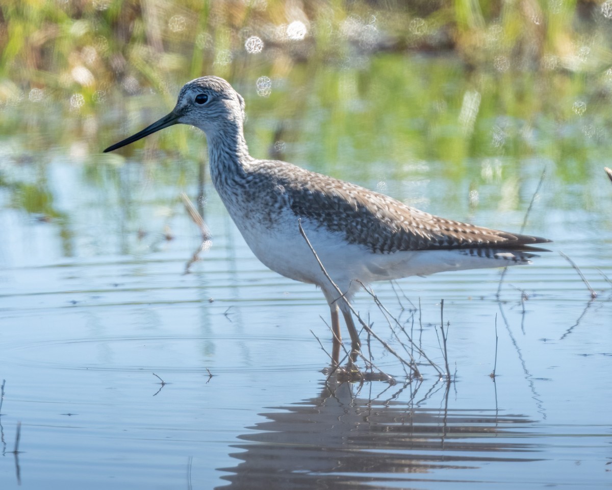 Greater Yellowlegs - ML649249884