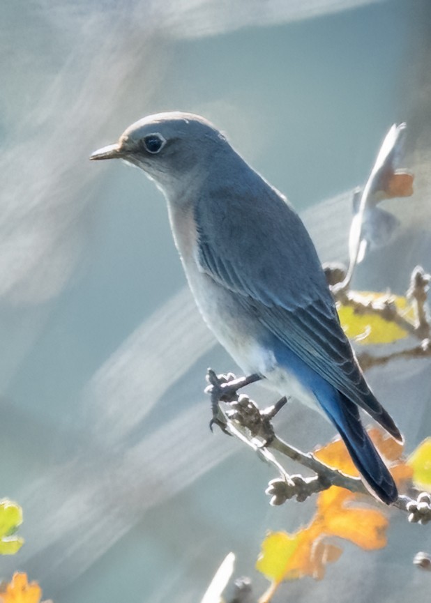 Mountain Bluebird - ML649249891