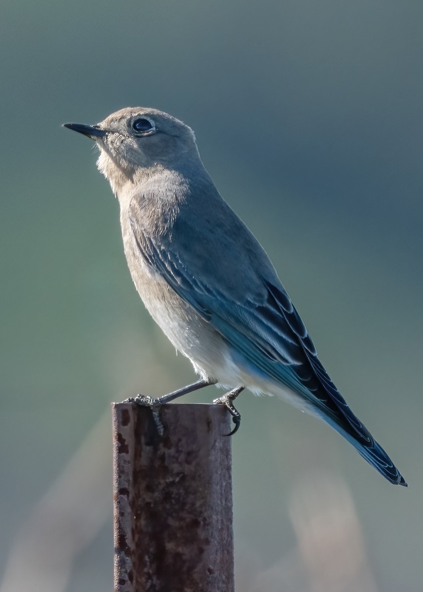 Mountain Bluebird - ML649249892