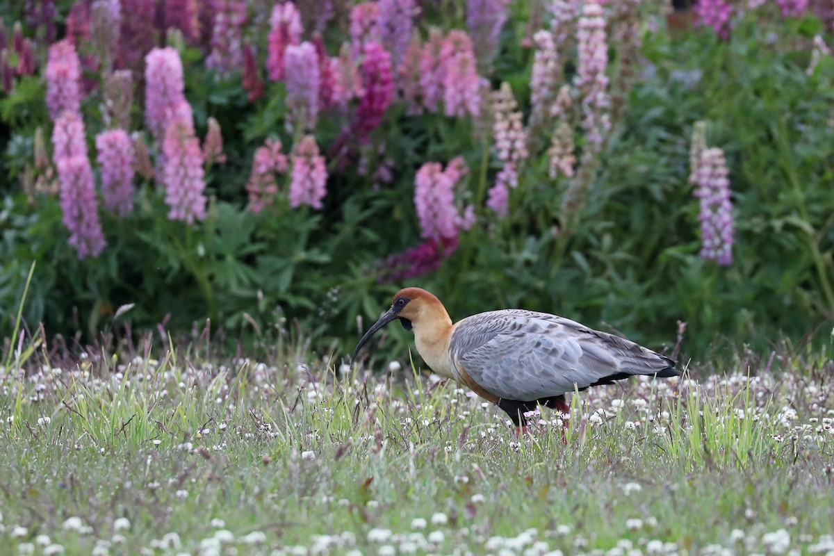 Black-faced Ibis - ML649249902