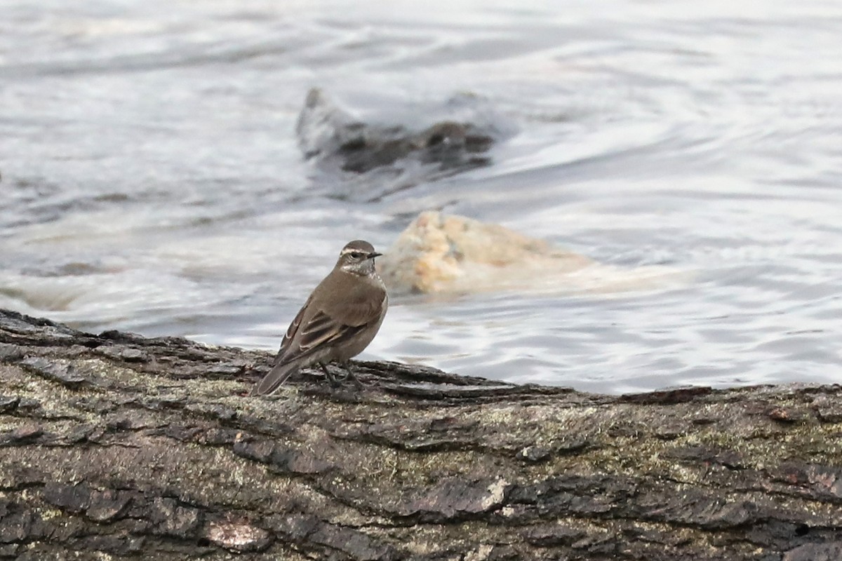 Buff-winged Cinclodes - ML649249923