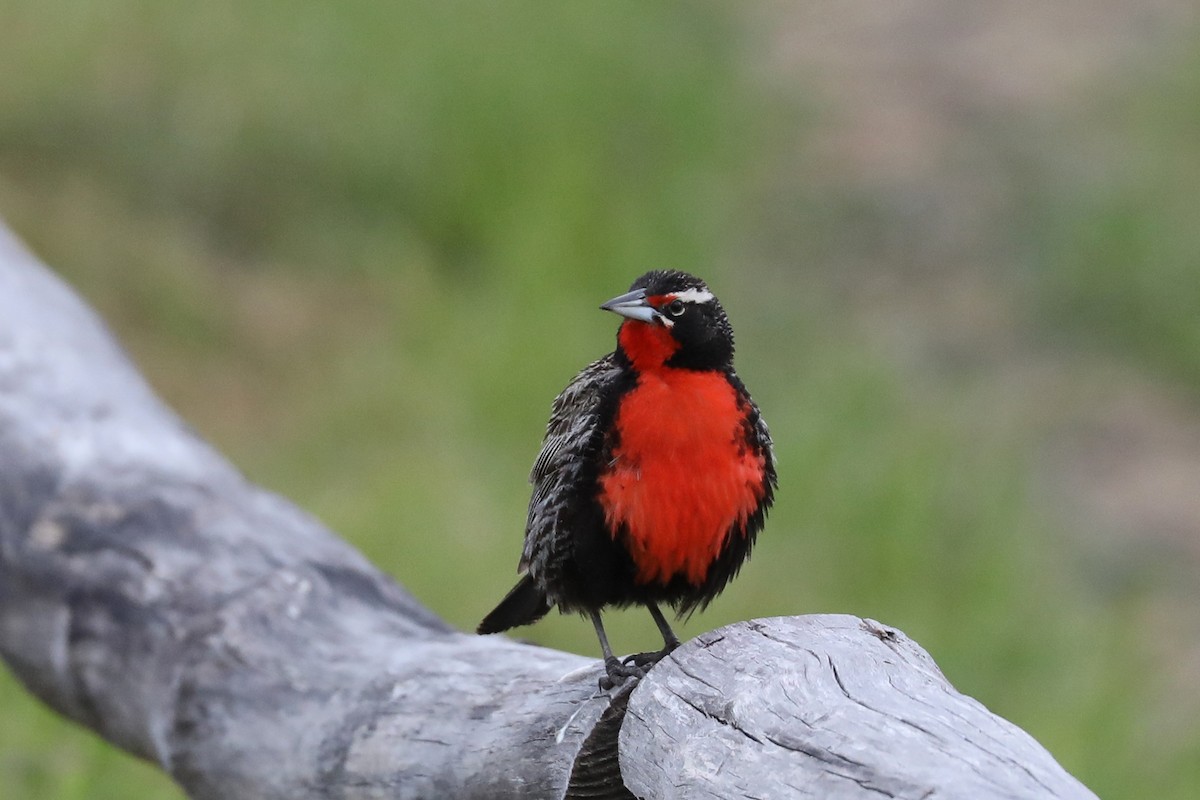 Long-tailed Meadowlark - ML649249954