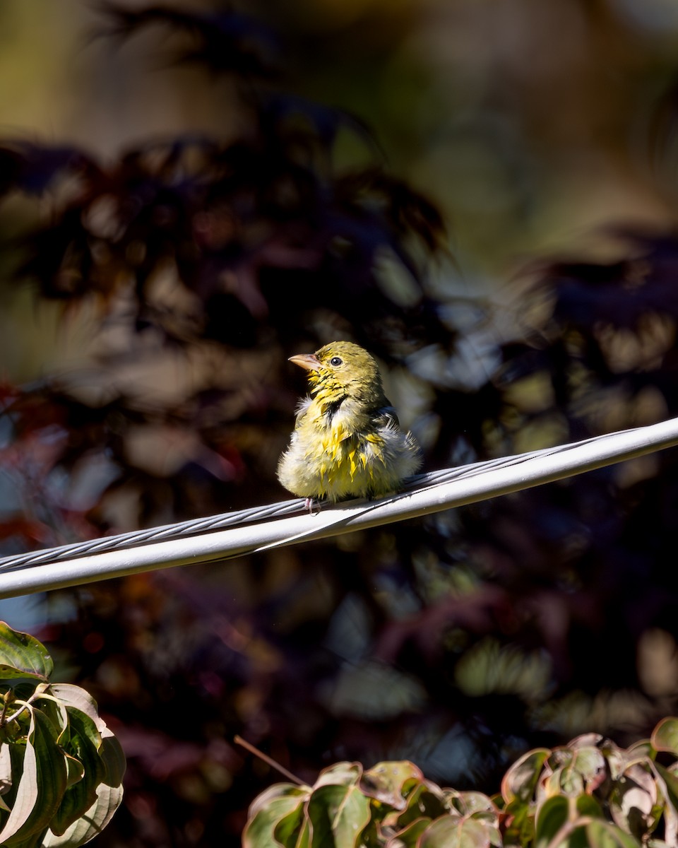 Scarlet Tanager - ML649249997