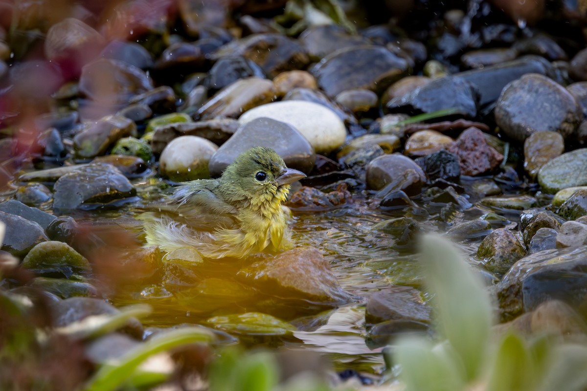 Scarlet Tanager - ML649249999