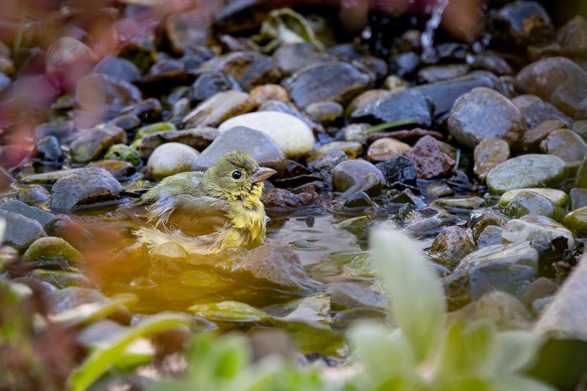 Scarlet Tanager - ML649250001