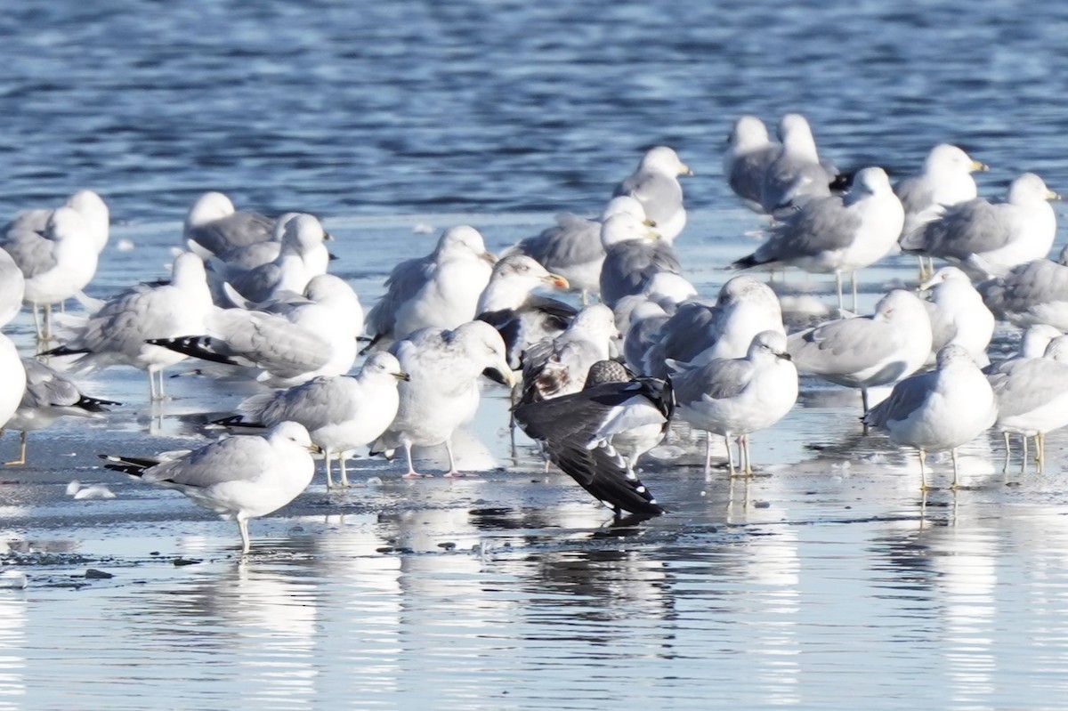 Lesser Black-backed Gull - Jason B Bidgood