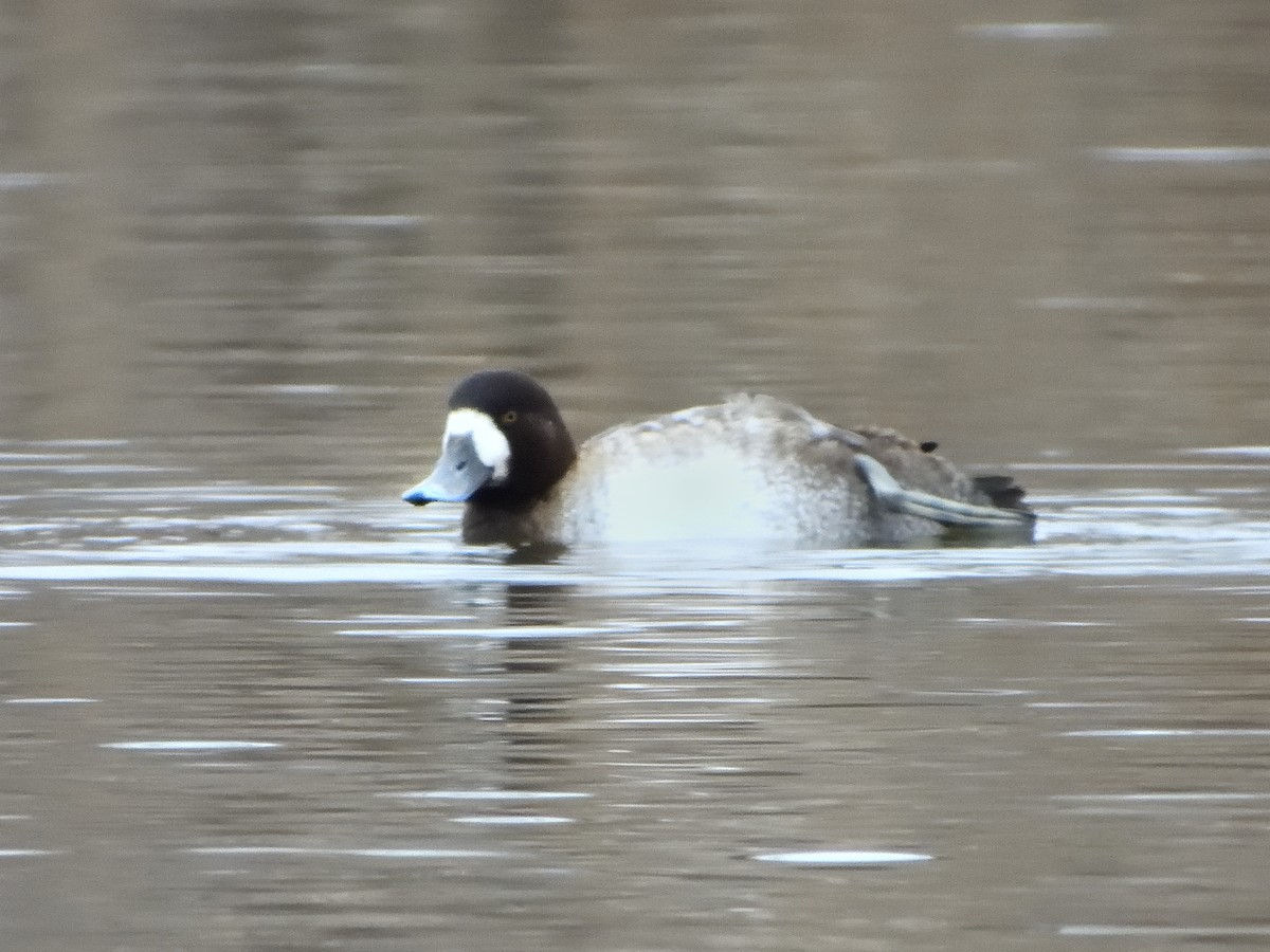 Чернь морська - ML649250109