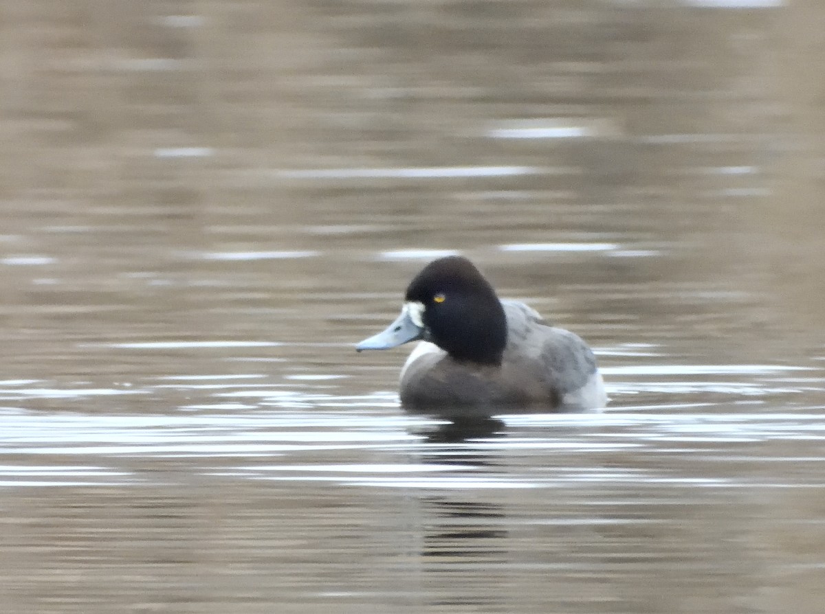 Чернь американська - ML649250143